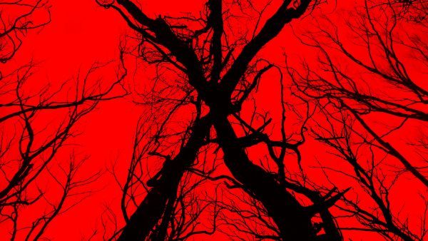 سی دی کی اریجینال استیم بازی Blair Witch