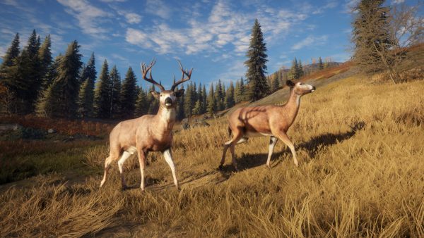 سی دی کی اریجینال استیم بازی theHunter: Call Of The Wild